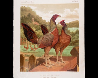 Henny or hennie game birds / Cassell's Poultry Book - Rare Original Chromolithograph from "The Illustrated Book of Poultry" 1873