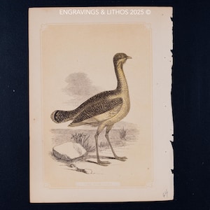 1851年 バスタード – アンティークリトグラフ – オリジナル『聖書の自然史と一般動物学のガイド』