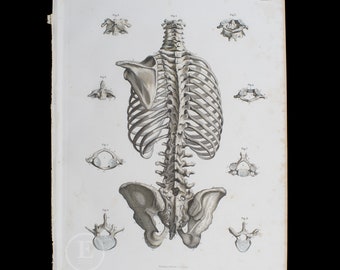 1871 年アンティーク医療彫刻、人間の背骨、脊椎の構造、人間の骨格