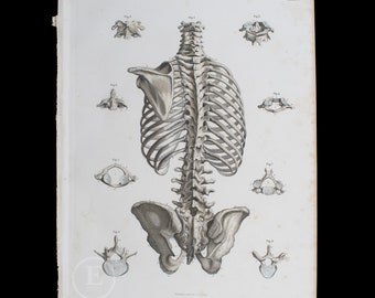 Bones of the trunk - Original Steel engravings from a 1860 german Atlas of Human Anatomy - Big stunning hand-colored original plate!