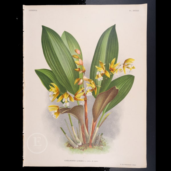 Lurid Coelogyne Orchid - Authentic lithograph by Jean Linden 1892, from Iconographie des Orchidees - Stunning!