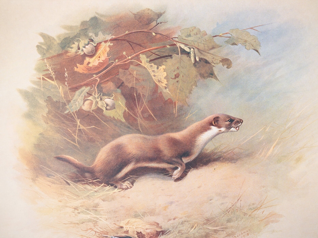 Weasel - Vintage Print From the Book "british Mammals" A. Thornburn ...