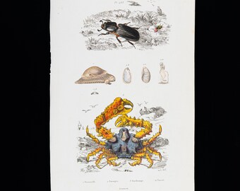 1846 BEETLE and CRAB – Original Engraving from Guerin Natural History Encyclopedia - Hand colored.