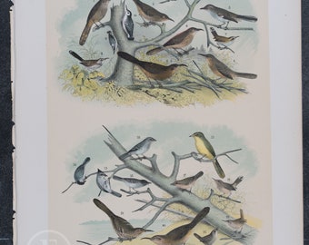 1878 Mockingbirds, Titmouses, Bewick's and Alaska Wrens, Thrushs, Vireos - Original Chromolithograph - Big real lithograph 145 years old!