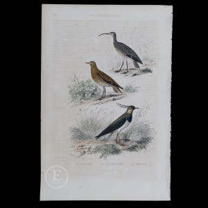 May include: An antique print featuring three birds. The top bird is a long-legged, gray bird with a long, thin beak. The middle bird is a brown bird with a short beak. The bottom bird is a green and black bird with a long, thin beak and a crest on its head. The print is titled "Le Courlieu, Le Pluvier Dore, Le Vanneau".