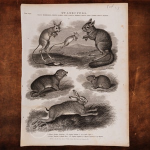 May include: A vintage black and white illustration of various small mammals, including a jerboa, a rabbit, and a pika. The illustration is labelled "Quadrupeds" and includes the scientific names of each animal.