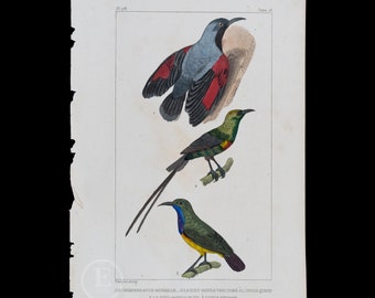 Wallcreeper, Green Long-tailed Bird and Purple-throated Carib   / Authentic Steel engraving from Oeuvres de Buffon 1829 - Hand colored!