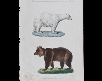 BEARS:  WHITE and BROWN / Authentic steel engraving from Oeuvres Completes de Buffon 1829 - Hand colored!