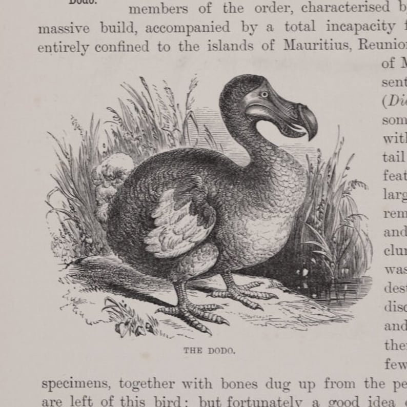 Dodo Extinct Bird - Original Color Lithography From the Royal Natural ...
