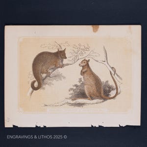 1851 SQUIRREL OPOSSUM & Kangaroo RAT –Antique Lithograph–Original The Natural History of the Sacred Scriptures, and Guide to General Zoology