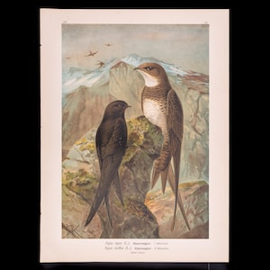 Common Swift / Alpine Swift  - Big chromolithographed antique Ornithology Print Naumann 1897 (11 x 15 inches)