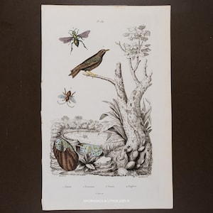 1846 Schwamm, Star & Insekten - Gravur mit Aquarellfarbe aus dem Guerin-Wörterbuch