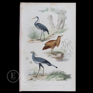 Puede incluir: Una ilustración vintage de tres pájaros. Una garza azul, un avetoro marrón y un secretario. La ilustración está en un estilo clásico con líneas y sombreado detallados. Los pájaros se representan en un entorno natural con juncos y árboles.
