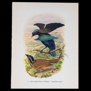 LESSER SUPERB Bird-of-Paradise (Lephorina minor)  - Vintage offset lithography print with stunning colors from 1940!