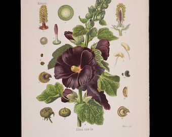 1887 HOLLYHOCK (Althaea Rosea) – antieke botanische prent van Kohler's geneeskrachtige planten