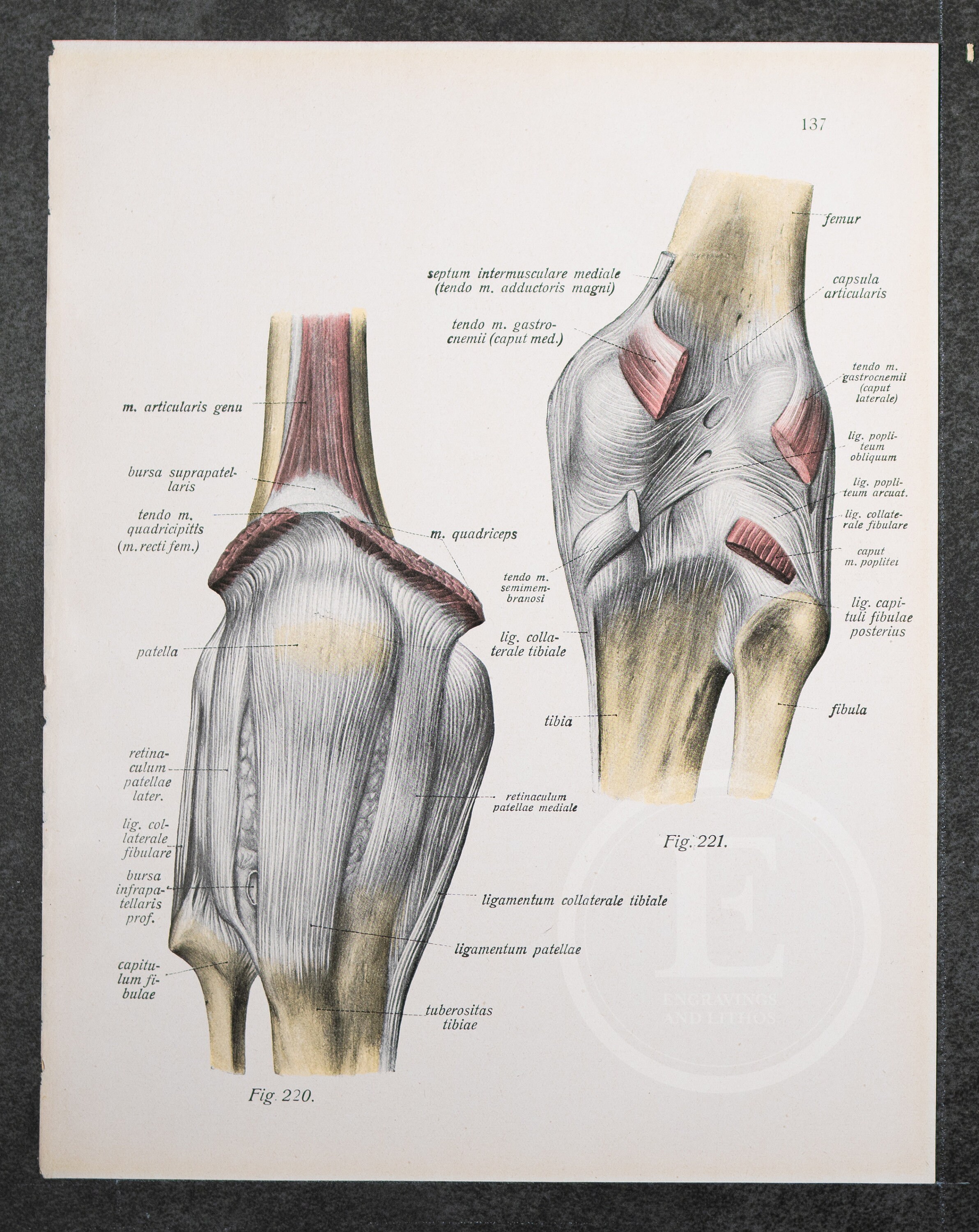 Subcrureus Muscle / Knee Joint / Human Anatomy -descriptive