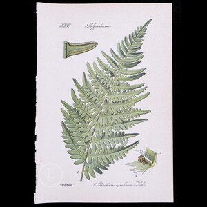 1886  BRACKEN FERN  - Original from Flora of Germany, Austria and Switzerland - Scarce chromolithograph!