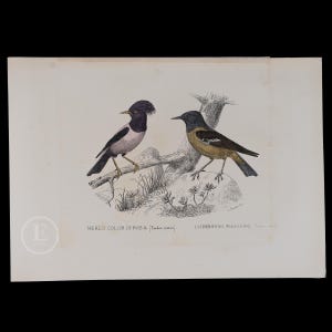 以下が含まれることがあります： 枝に止まっている2羽の鳥のヴィンテージイラスト。左側の鳥はピンクで、黒い頭と黒い冠があります。右側の鳥は黄色で、黒い頭と黒い尾があります。イラストのタイトルは「MERLO COLOR DI ROSA」と「CODROSSO MAGGIORE」です。