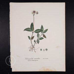 Spotted wintergreen botanical - ORIGINAL PRINT out of the book &quot;A Flora of the State of New York&quot; 1843