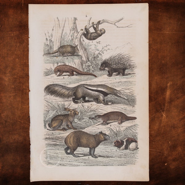 Porcupine, Guinea Pig, Armadillo, Sloth, Anteater, Pangolin, Platypus  - Original Lithography from Natural History by Heinrich Rebau, 1866