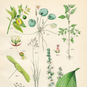 Op de afbeelding: Vintage botanische illustratie met verschillende plantensoorten. De afbeelding toont gedetailleerde tekeningen van bladeren, bloemen en zaaddozen, met een kleurenpalet van groen, geel en roze. Elke plant is genummerd voor wetenschappelijke referentie.