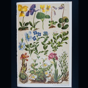Può includere: Un'illustrazione botanica vintage che presenta 13 diversi tipi di fiori. I fiori sono disposti in file ed etichettati con numeri. L'illustrazione è stampata su carta color crema con un bordo marrone.