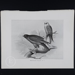 May include: A black and white illustration of two red-footed falcons perched on branches. The text "RED-FOOTED FALCON # 2" is printed below the image.