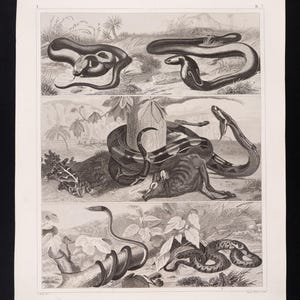 Op de afbeelding: Zwart-wit vintage prent met gedetailleerde illustraties van verschillende slangensoorten in hun natuurlijke omgeving. De prent toont verschillende slangenposities, waaronder opgerolde en aanvallende posities, met bijbehorende flora.