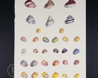 1970 SNAILS: GARDEN and GROVE - Vintage lithograph Print of Larousse Animals