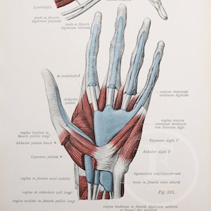 Flexor carpis radialis muscle/ Dorsum of the hand / Human Anatomy - Descriptive Anatomy Book 1926 - Printed on both sides!