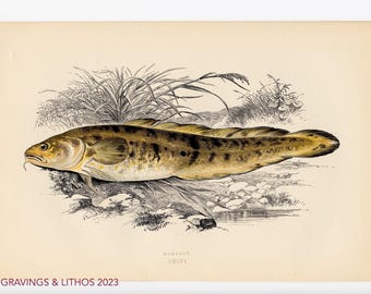 1894 Pez lota o lota - Cromolitografía original de peces de agua dulce británicos