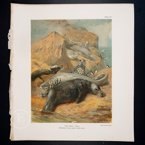 May include: A vintage illustration of grey seals on a rocky shore. The seals are depicted in various poses, some resting, some swimming, and some looking out to sea. The illustration is in a realistic style and features detailed depictions of the seals' fur, skin, and eyes. The illustration is titled "The Grey Seal" and includes the scientific name "Halichoerus Grypus, type of adult male".