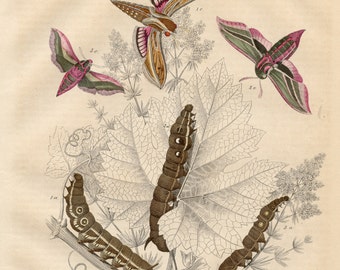 1850 The Wine Moths: elephant hawk moth, vine hawk moth, small elephant moth - Rare plate from "Book of the World - " - Hand colored origin