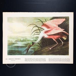 May include: A vintage-style print of a Roseate Spoonbill bird with pink plumage, a white neck, and a distinctive flat, spoon-shaped bill. The bird is positioned near water and tall grasses. Text below includes the name and descriptive facts.