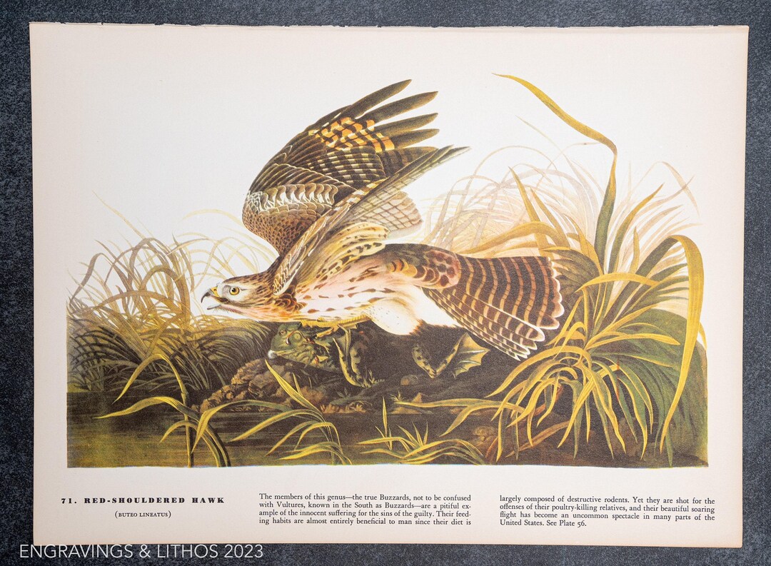 Hawk Rip Print 1937 - Red-shouldered Hawk - Vintage Print – Vintage Audubon Bird Print ...