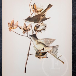 1937 Phoebe and Yellow-Throated Vireo  from &quot;John James Audubon Birds of America&quot; -  - Buy 2 prints, get 1 free!
