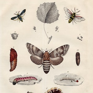 Harmful Forest Infections: goat moth, hornet moth - VERY RARE - Original lithography out of &quot;Das Buck der Welt&quot; 1847