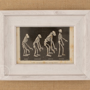May include: Black and white illustration of four skeletons, labeled "Grand", "Chimpanzee", "Gorille", and "Homme", depicting the evolution of humans. The image is framed in a white wood frame.