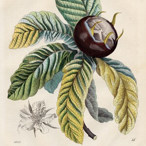 El Níspero Alemán - MUY RARO - Litografía original de "Das Buck der Welt" 1847