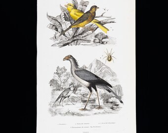 Louis Agassiz Fuertes Abyssinian Birds Art Print, Secretary Bird