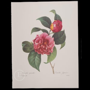 CAMELLIA PANACHE - Flowers and Fruits by Pierre Redoute - Vintage Edition 1980 -  Buy 1 print, get 1 free!