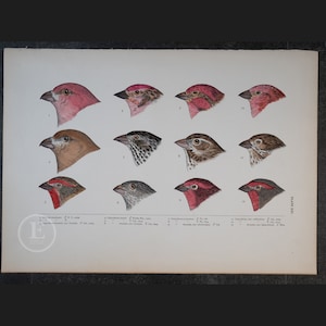 Finchs: Cassin&#39;s, Purple, House, and Pine Grosbeak - Original Print from book &quot;A History of North American Birds&quot; Baird 1874