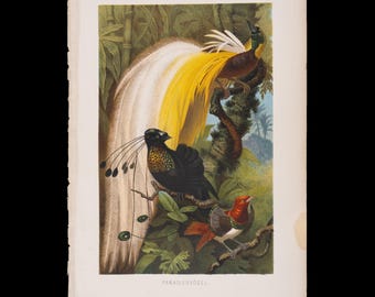 Birds of Paradise – 1892 Antique Color Print from Alfred Brehm’s Die Vögel