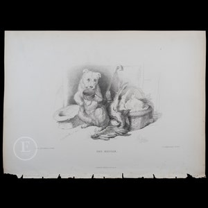 1877 DOG SKETCH / the Blind Beggar's Dog - Original Steel Engraving by ...