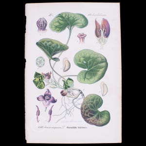 1888  EUROPEAN WILD GINGER  - Flora of Germany, Austria and Switzerland Original Botanical Chromolithograph
