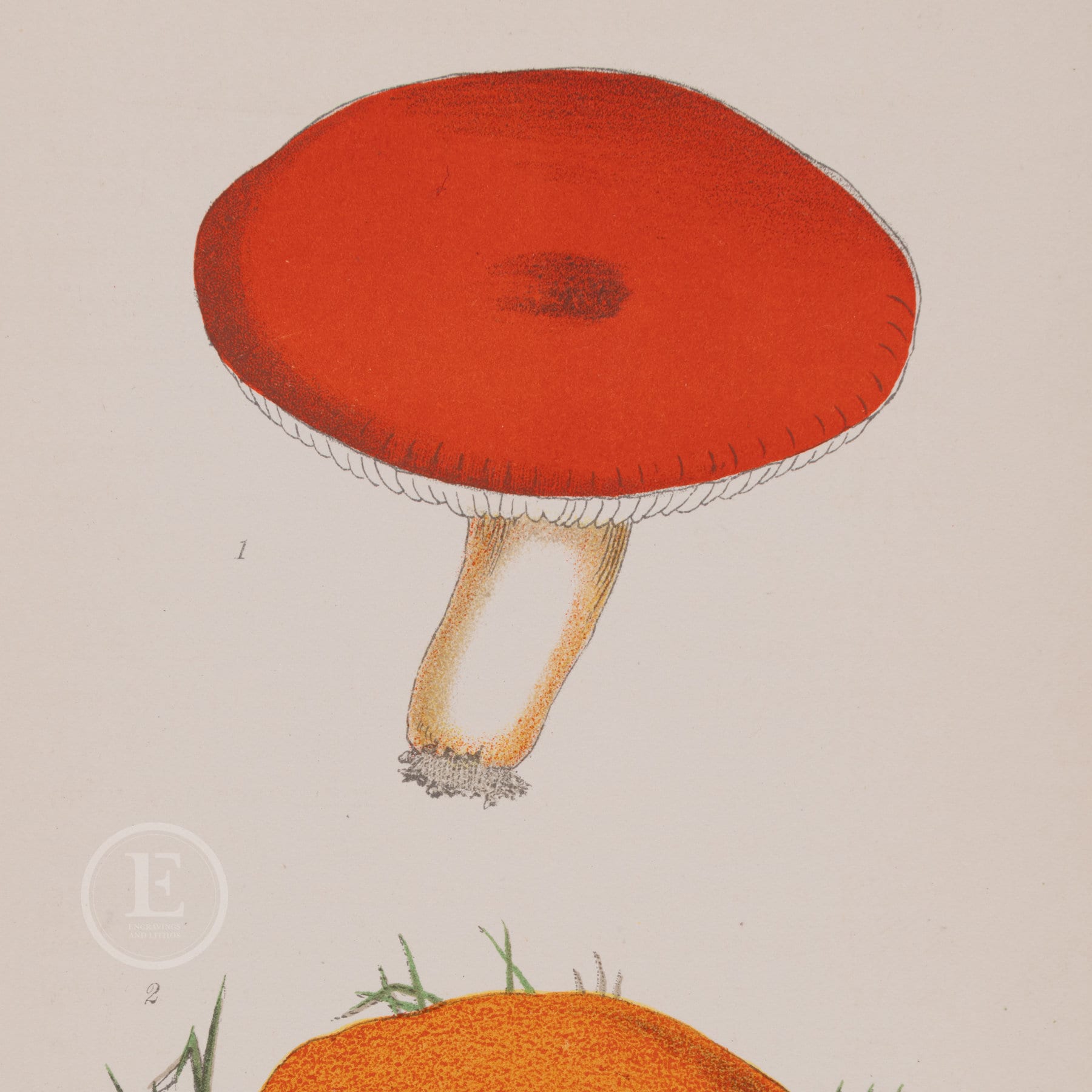 1898 Mushrooms: the Sickener and Orange Peel Fungus - Rare Plate