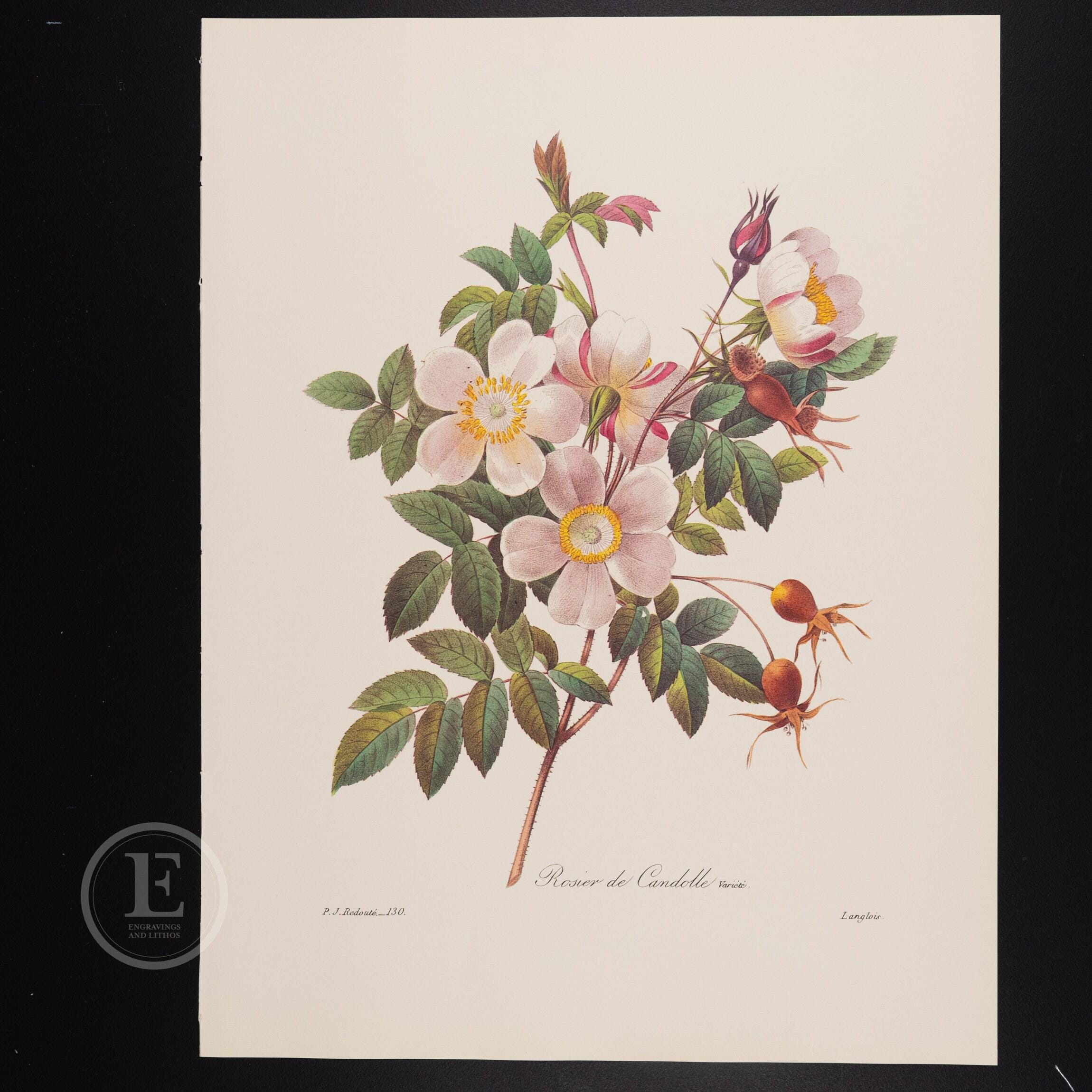 CANDOLLE ROSE - Flowers and Fruits by Pierre Redoute - Vintage Edition 1980 -  Buy 1 print, get 1 free!