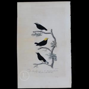 May include: An antique print of three black birds with yellow accents perched on a branch. The birds are depicted in a natural setting with foliage. The print is titled "Le Manakin noir" and includes the text "1. Le Manakin noir. 2. Le Manakin with a yellow breast. 3. Le Manakin a la blanche."
