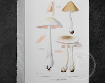Nolanea Pascua,  Straw Mushroom, Stubble Rosegill -  Original Vintage Color Lithography 1910 - Mushroom print - Champignon Print