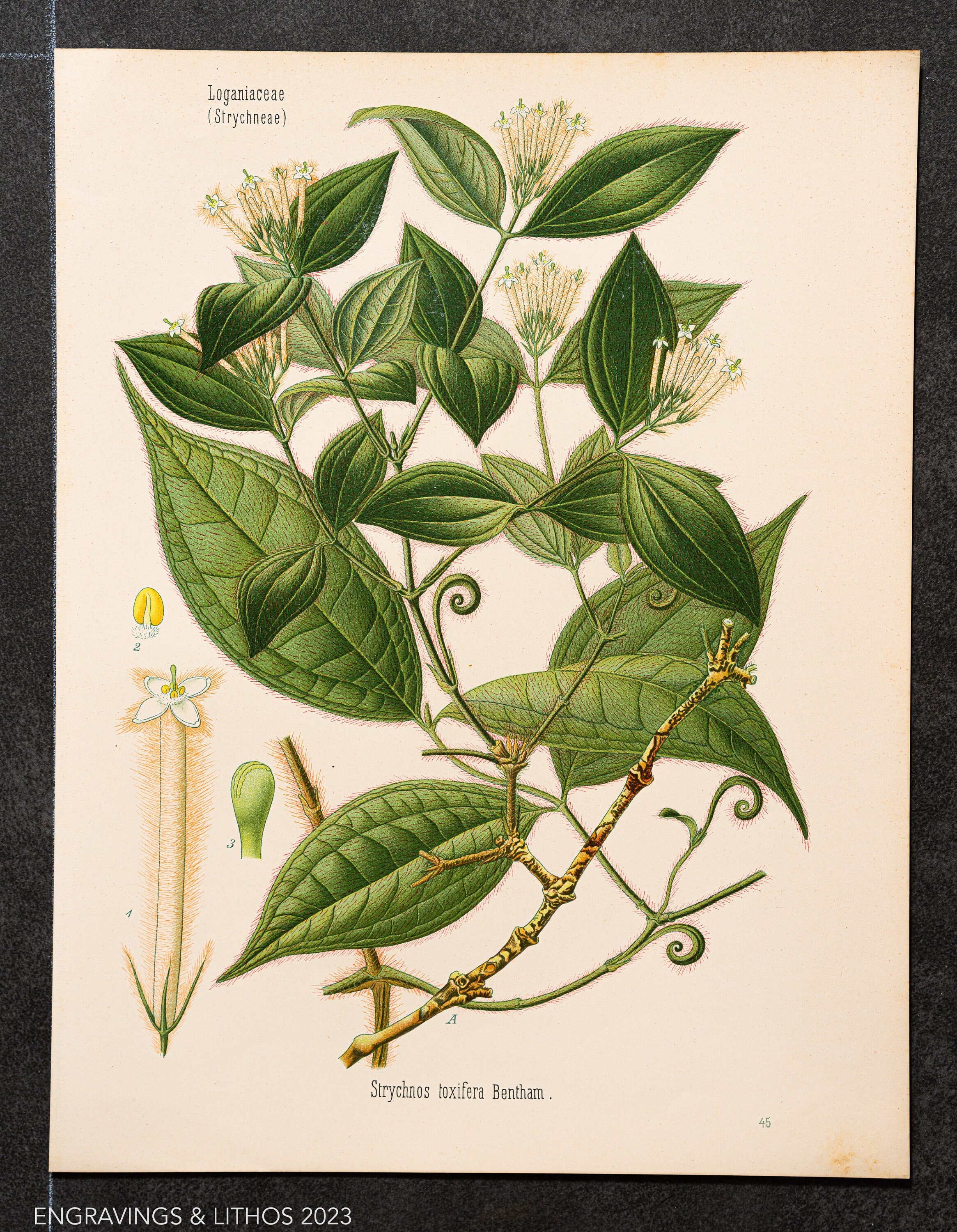 Bush Rope Plant 1887 Bush Rope and Devil Doer – Original Chromolithograph From Köhler’s ...
